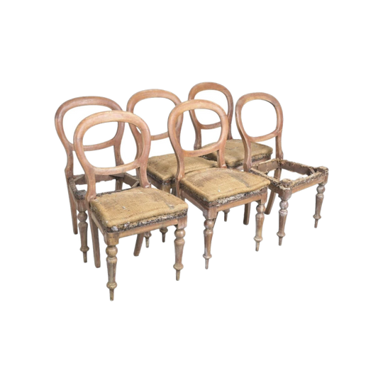 Set of 6 Australian Cedar balloon back dining chairs, in need of restoration, c. 1860