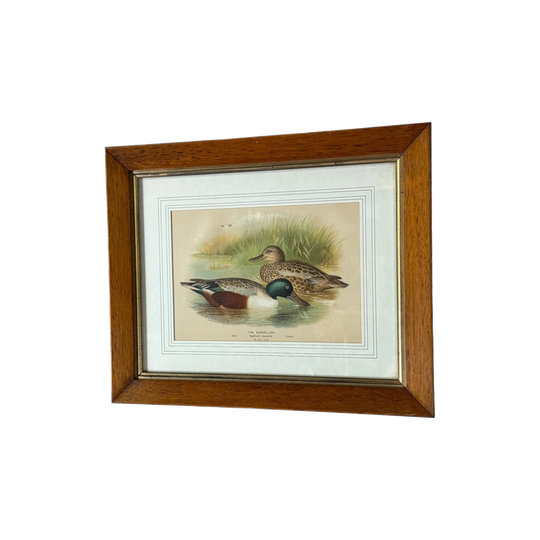 Late 19th Century Chromolithograph, The Shoveller (Spatula clypeata) Pair – Timber Frame with Gilt Slip and Double Mount