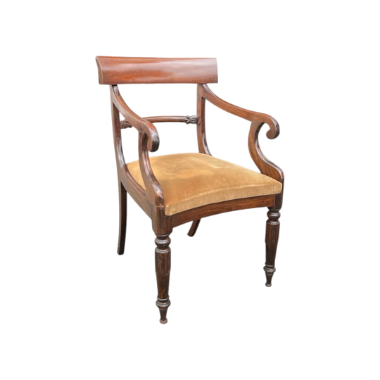 William IV Mahogany carver chair, sabre legs & scroll arms, c.1835