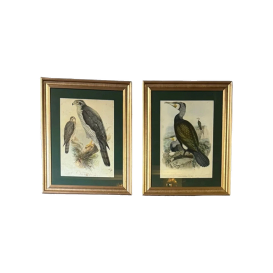Pair of Vintage Framed Bird Prints after John Gould – Goshawk and Cormorant, Green Matting, Gilt-Finish Frames