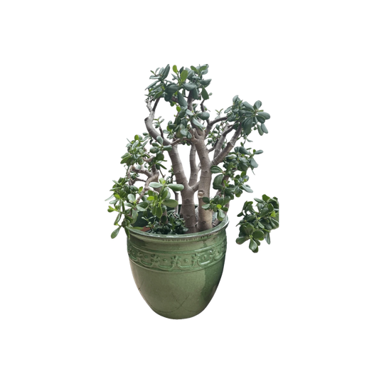 Large green glazed planter & large jade plant