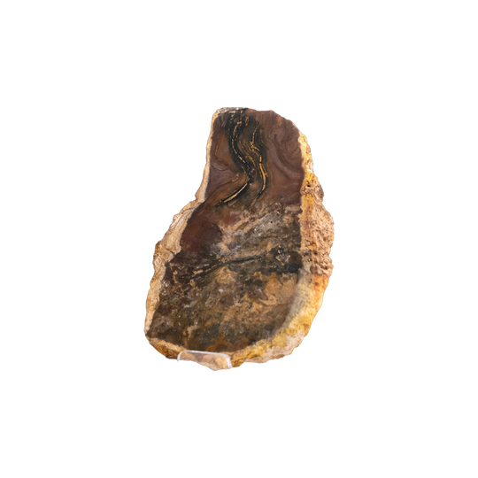 Stromatolite Slab