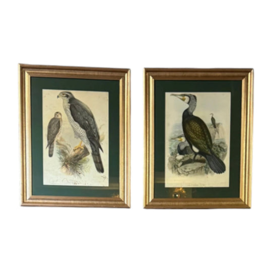 Pair of Vintage Framed Bird Prints After John Gould