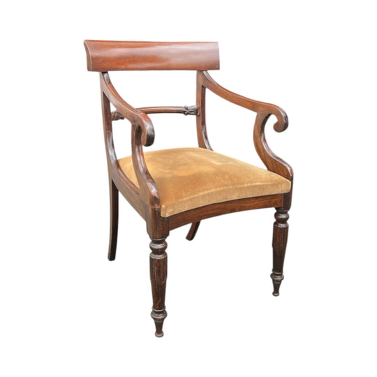William IV Mahogany carver chair, sabre legs & scroll arms, c.1835