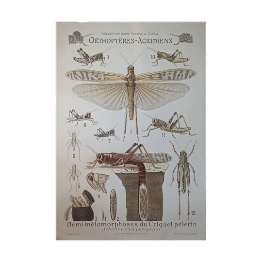 French Educational Poster — Orthoptera (Locusts)