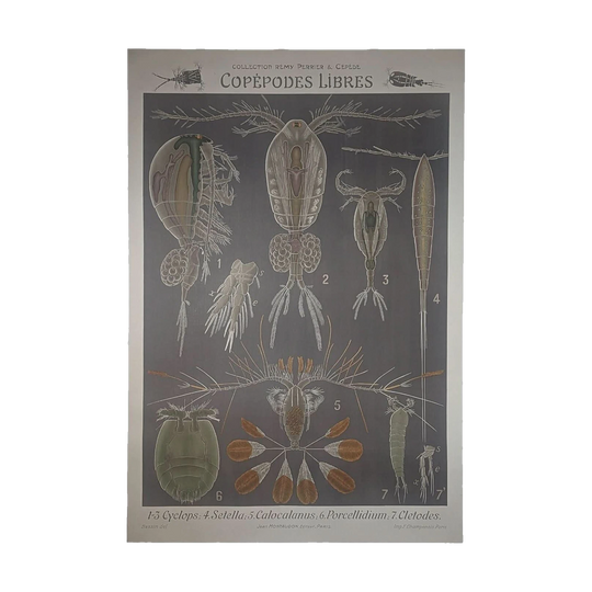 French Educational Poster – Free-Living Copepods (Copepodes Libres)