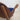 Close-up of the bent‑wood backrest on Hans Olsen’s Model 107 armchair, showing teak grain and craftsmanship