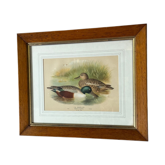 Antique Timber Framed Chromolithograph Print Of Shoveller Duck Pair