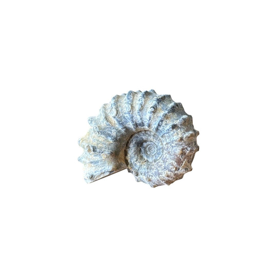 Fossil Ammonite, Douvilleiceras sp. Madagascar Cretaceous 105 MY