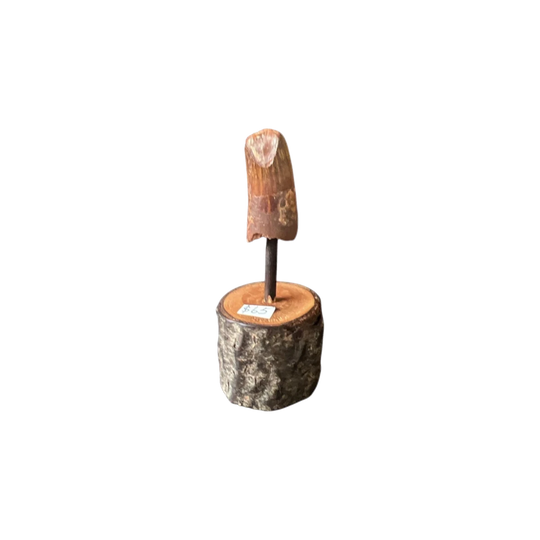 Fossil Dino Tooth on stand - Spinosaurus,  Morocco, 99 million yrs