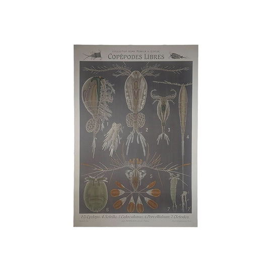 Free-Living Copepods / Copepodes Libres