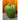 Large Bordallo Pinheiro Capsicum Canister – Portugal | Bazaa | Designer, Vintage and Antique Furniture