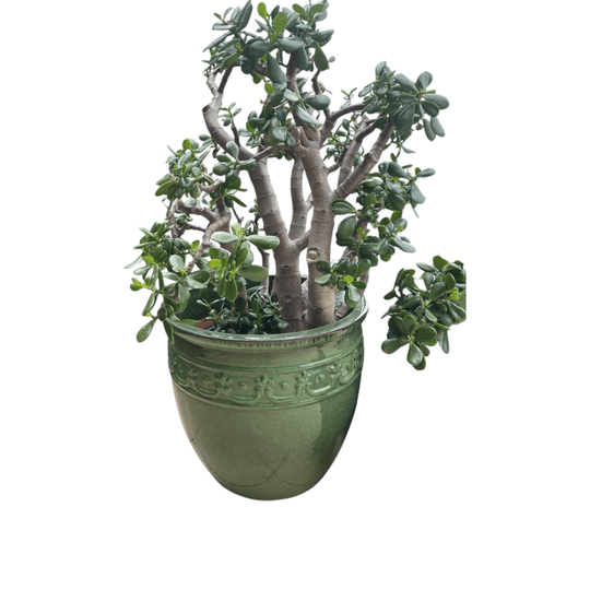 Large green glazed planter & large jade plant