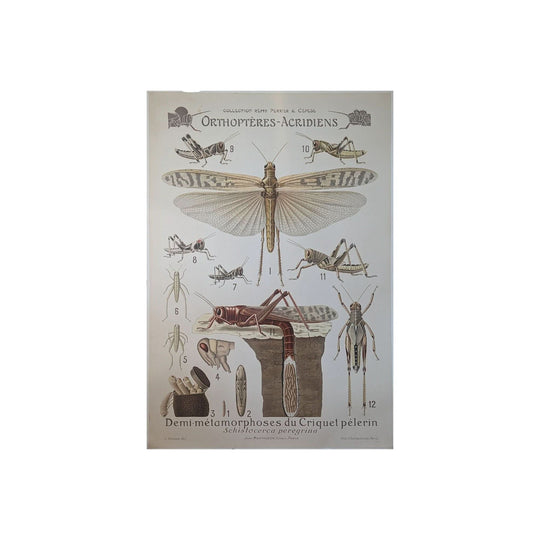 Orthoptera Locusts
