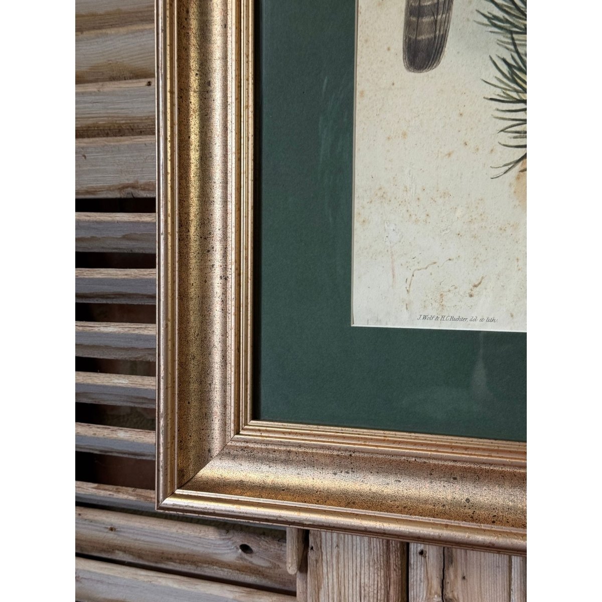 Pair of Vintage Framed Bird Prints after John Gould – Goshawk and Cormorant, Green Matting, Gilt-Finish Frames | Bazaa | Designer, Vintage and Antique Furniture