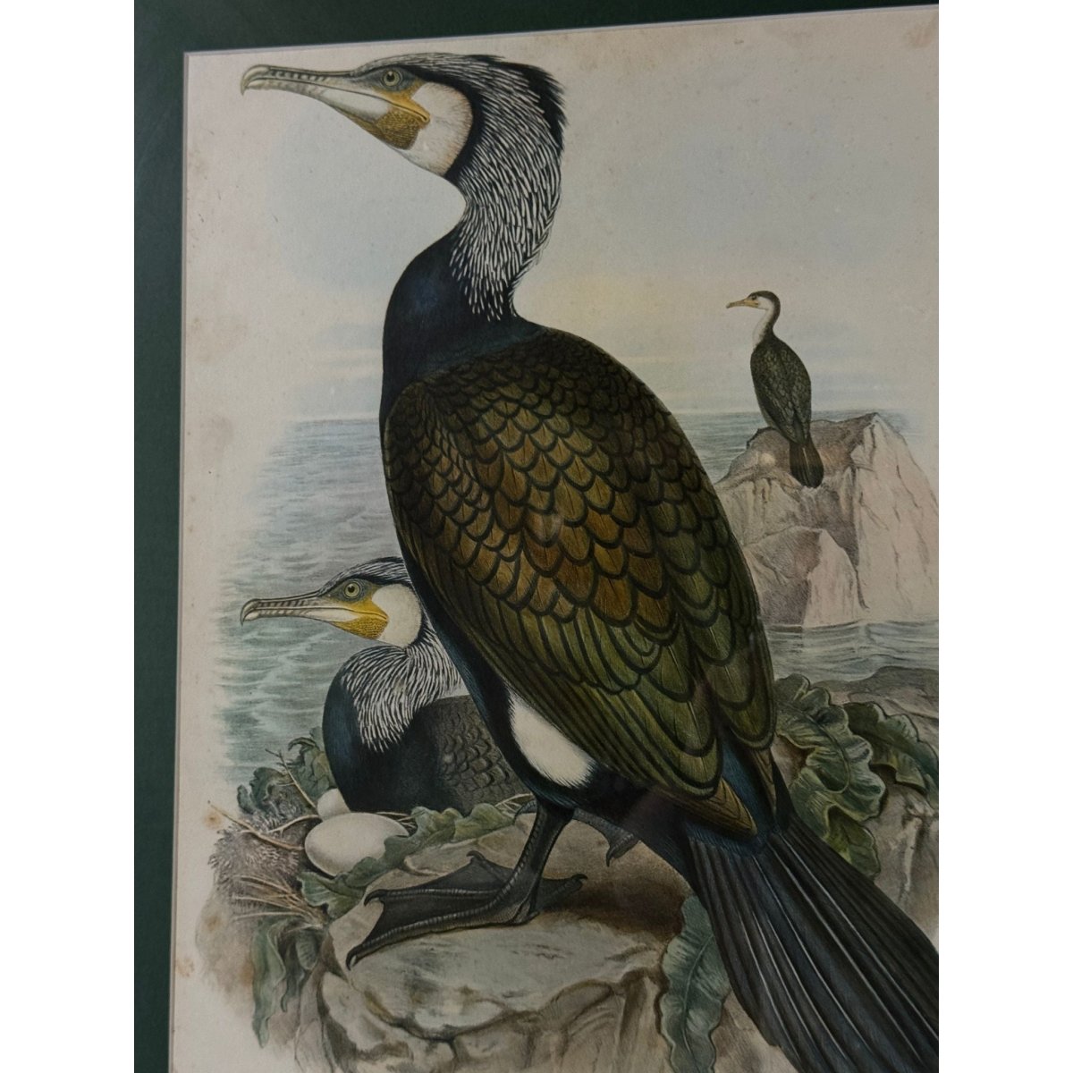 Pair of Vintage Framed Bird Prints after John Gould – Goshawk and Cormorant, Green Matting, Gilt-Finish Frames | Bazaa | Designer, Vintage and Antique Furniture