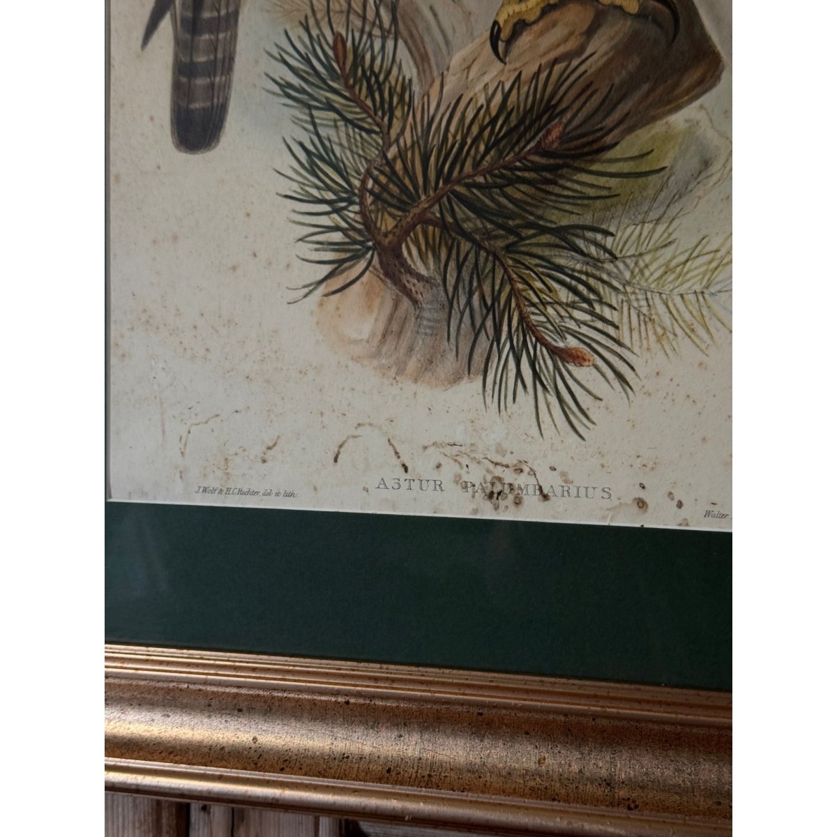 Pair of Vintage Framed Bird Prints after John Gould – Goshawk and Cormorant, Green Matting, Gilt-Finish Frames | Bazaa | Designer, Vintage and Antique Furniture