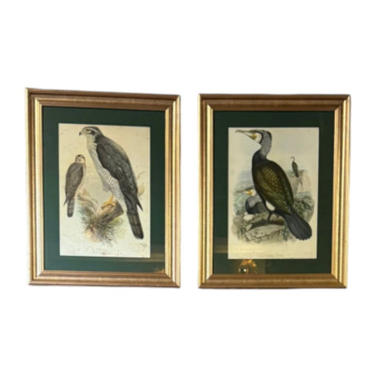 Pair of Vintage Framed Bird Prints after John Gould – Goshawk and Cormorant, Green Matting, Gilt-Finish Frames