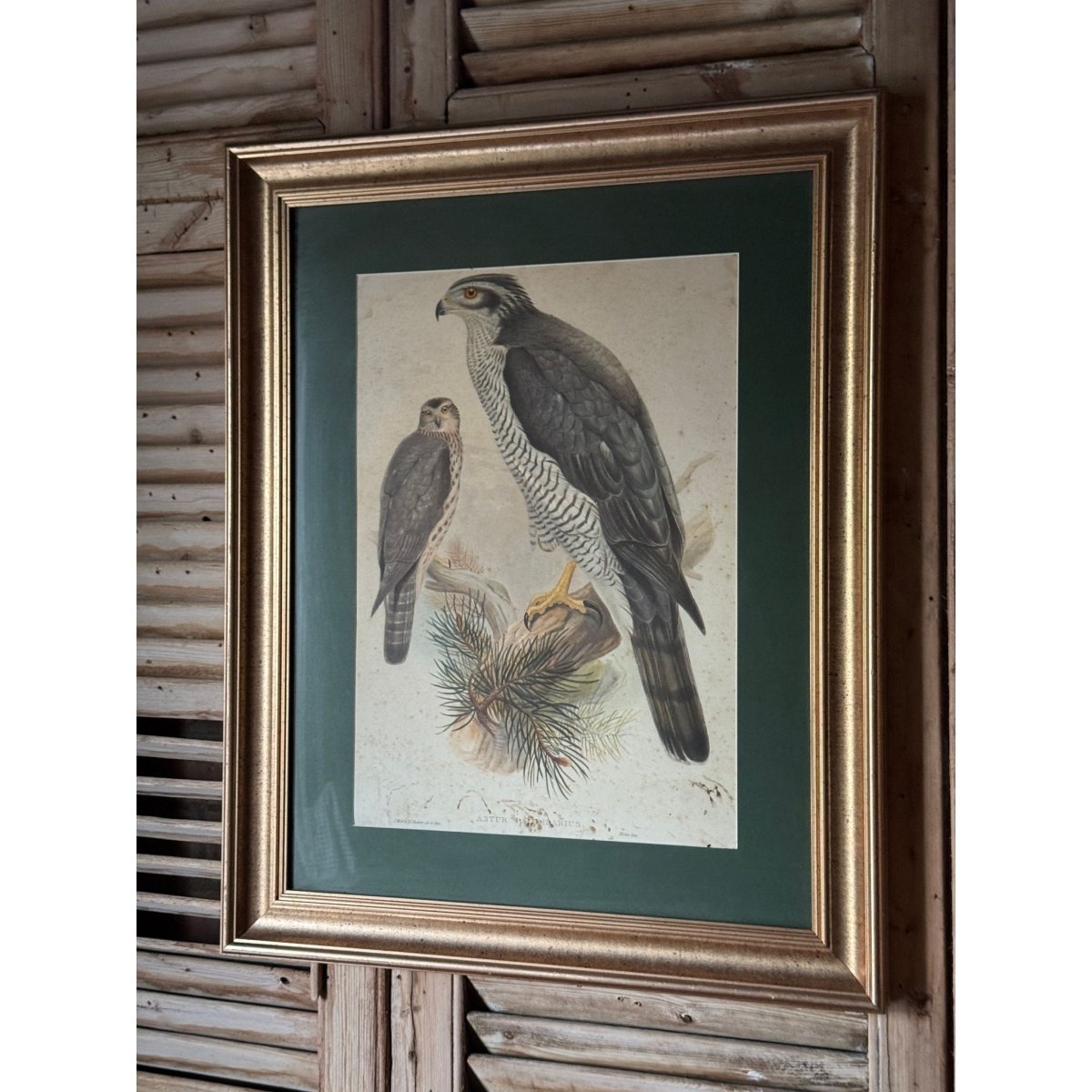 Pair of Vintage Framed Bird Prints after John Gould – Goshawk and Cormorant, Green Matting, Gilt-Finish Frames | Bazaa | Designer, Vintage and Antique Furniture