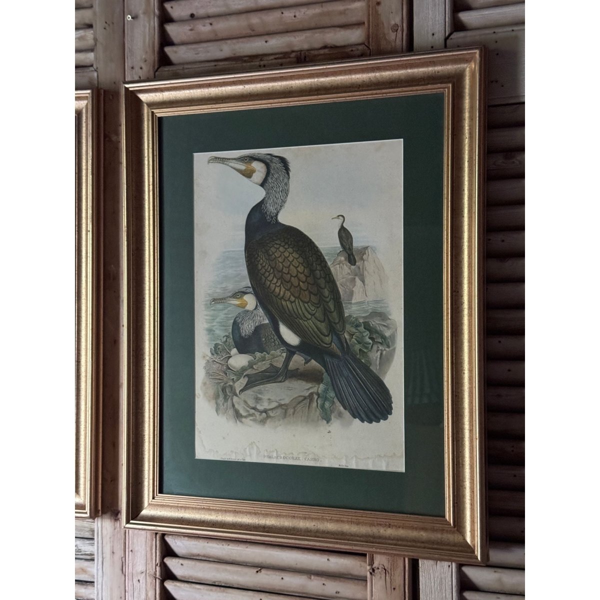Pair of Vintage Framed Bird Prints after John Gould – Goshawk and Cormorant, Green Matting, Gilt-Finish Frames | Bazaa | Designer, Vintage and Antique Furniture