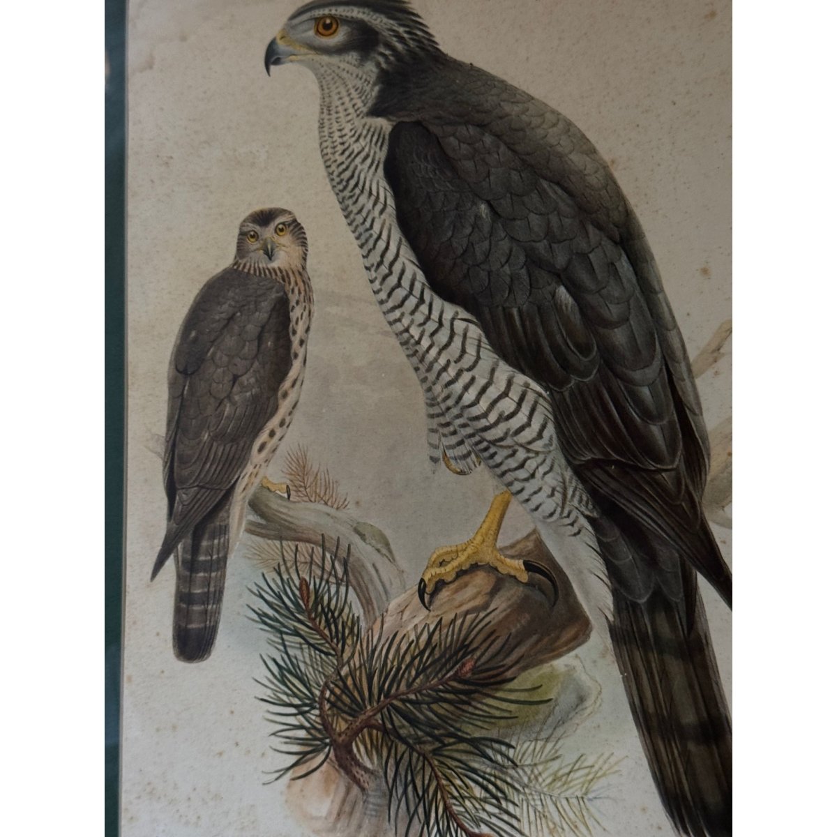 Pair of Vintage Framed Bird Prints after John Gould – Goshawk and Cormorant, Green Matting, Gilt-Finish Frames | Bazaa | Designer, Vintage and Antique Furniture
