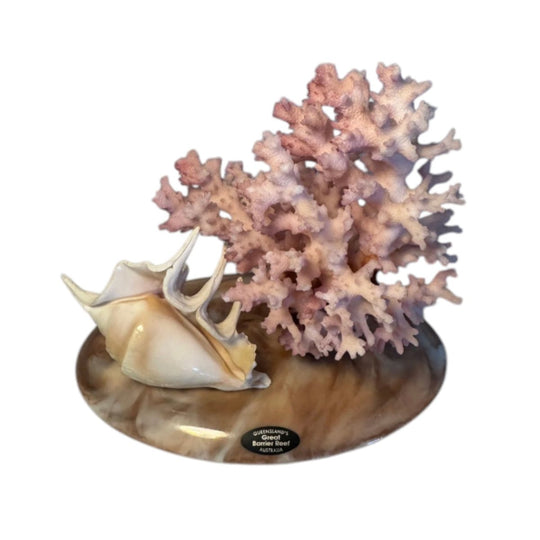 Vintage Great Barrier Reef Coral and Conch Shell Display, Queensland Souvenir, Mounted on Polished Stone Base