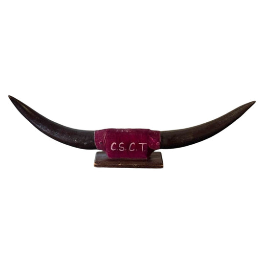Vintage Mounted Steer Horn Trophy